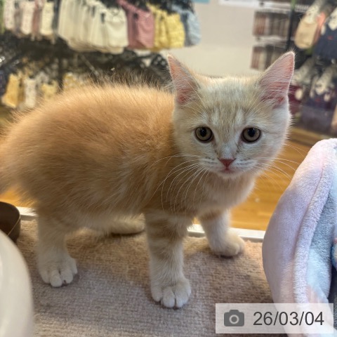 スコティッシュフォールドの写真