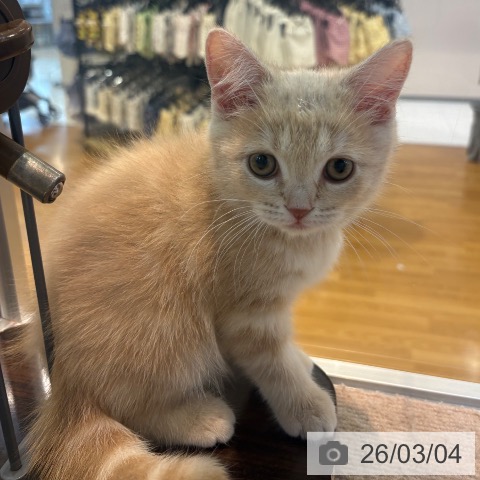 スコティッシュフォールドの写真