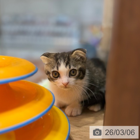 スコティッシュフォールドの写真