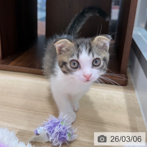 スコティッシュフォールドの写真