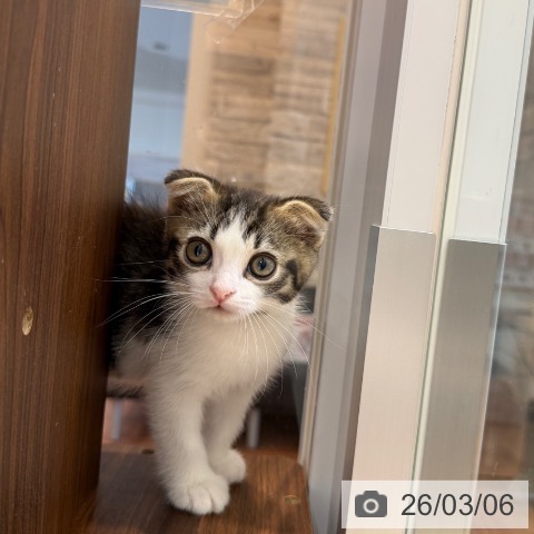 スコティッシュフォールドの写真