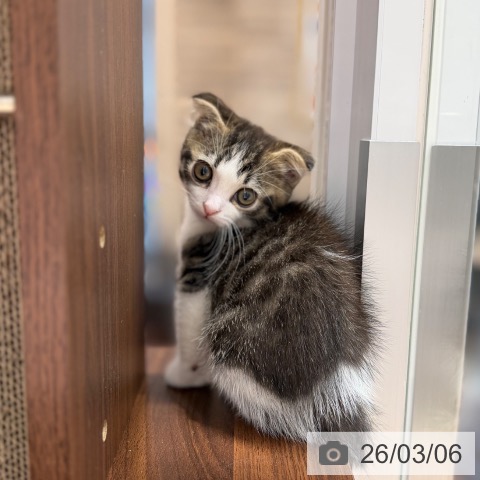 スコティッシュフォールドの写真