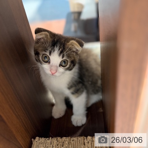 スコティッシュフォールドの写真