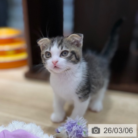 スコティッシュフォールドの写真