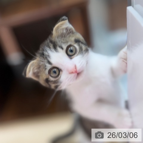 スコティッシュフォールドの写真