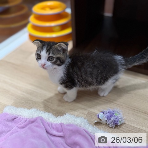 スコティッシュフォールドの写真