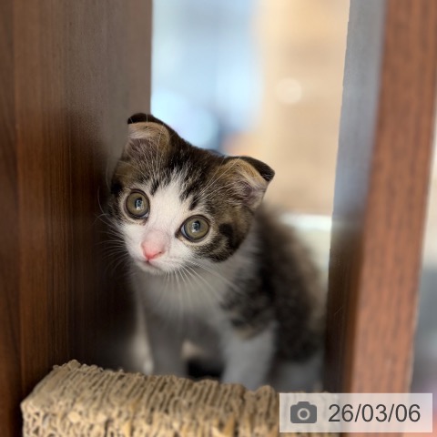 スコティッシュフォールドの写真