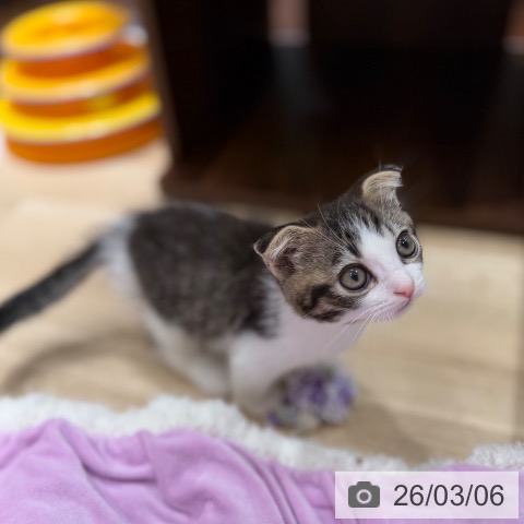 スコティッシュフォールドの写真