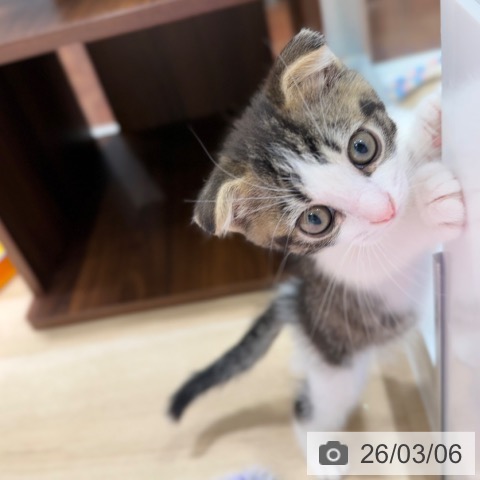 スコティッシュフォールドの写真