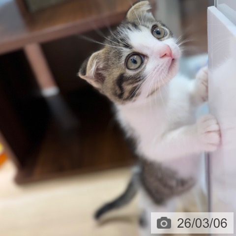 スコティッシュフォールドの写真