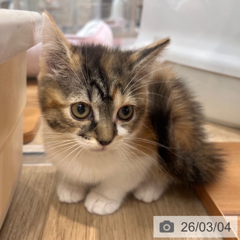 スコティッシュフォールドの写真