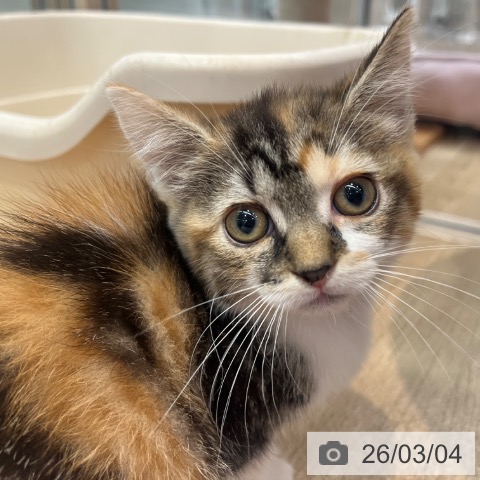 スコティッシュフォールドの写真