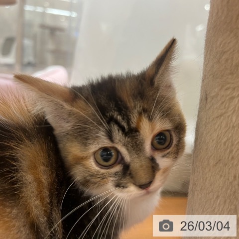 スコティッシュフォールドの写真