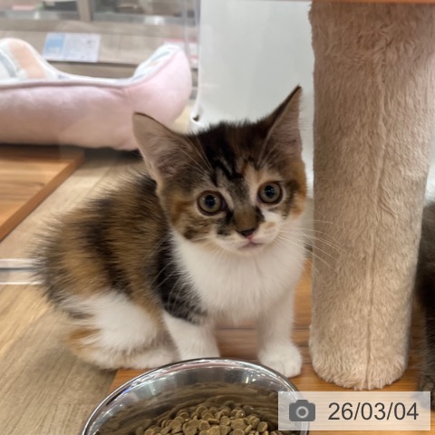 スコティッシュフォールドの写真