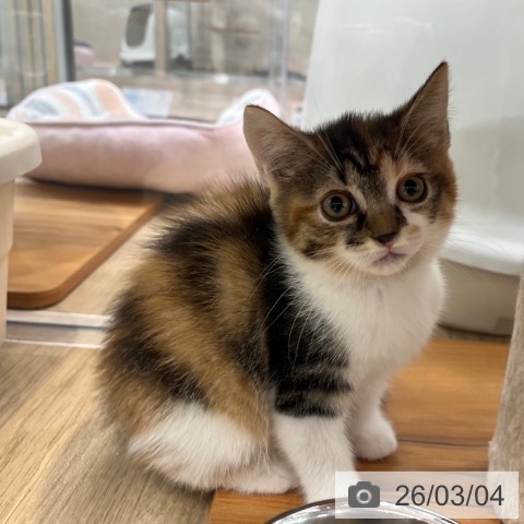 スコティッシュフォールドの写真