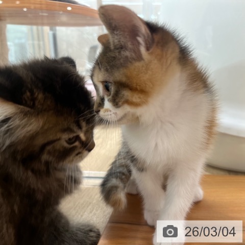 スコティッシュフォールドの写真