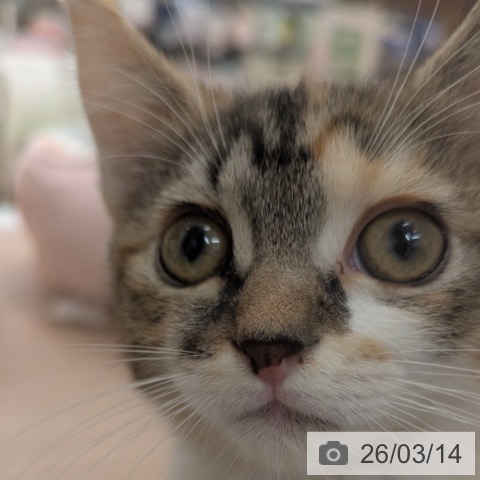 大阪府のスコティッシュフォールド (ペットプラス 大阪ドームシティ店/2026年1月1日生まれ/女の子/ブラウンパッチドタビーホワイト)の子猫の3枚目の画像