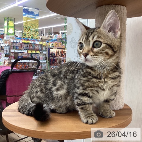 山梨県のマンチカン (ペットプラス 甲府国母店/2025年12月29日生まれ/女の子/ブラウンスポットタビー)の子猫の4枚目の画像