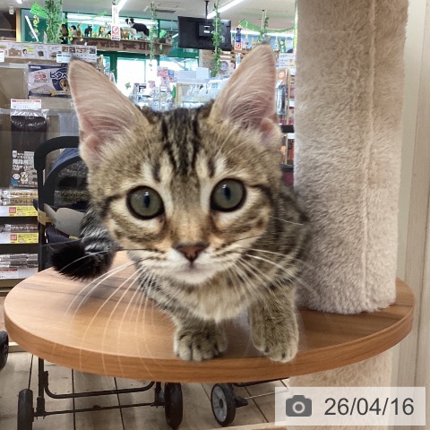 山梨県のマンチカン (ペットプラス 甲府国母店/2025年12月29日生まれ/女の子/ブラウンスポットタビー)の子猫の3枚目の画像