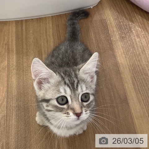 マンチカンの写真