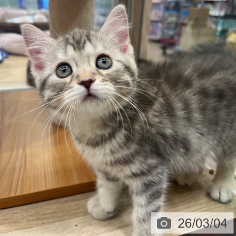 マンチカンの写真