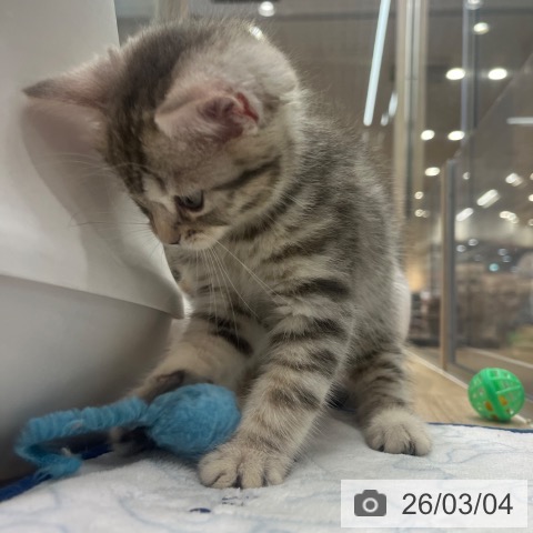 マンチカンの写真