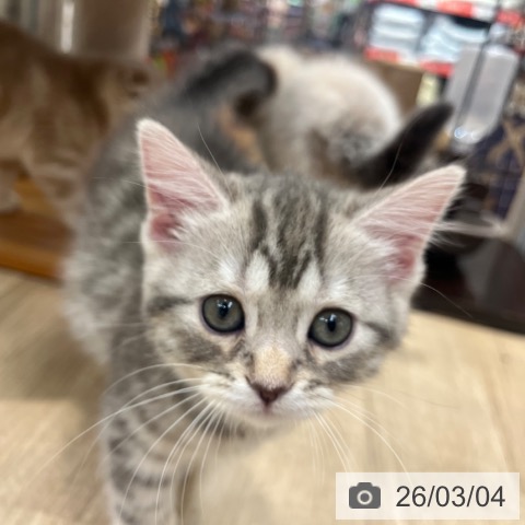 マンチカンの写真