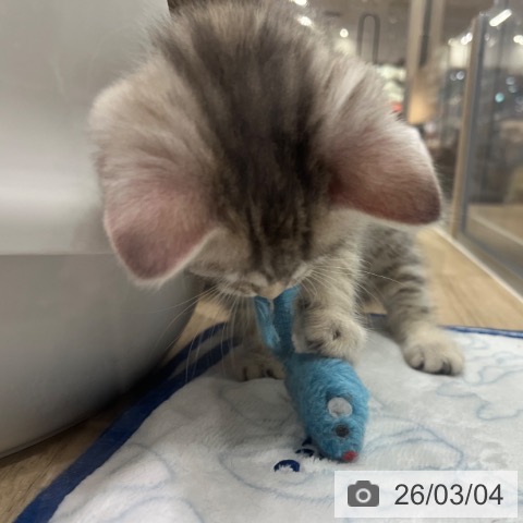 マンチカンの写真