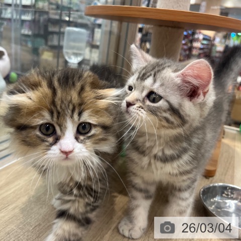 マンチカンの写真