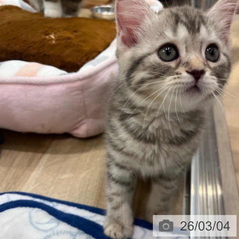 マンチカンの写真