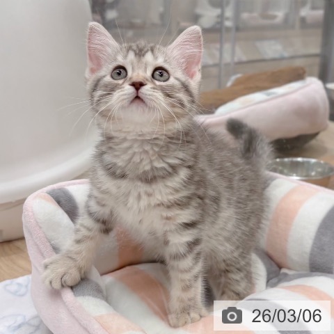 マンチカンの写真