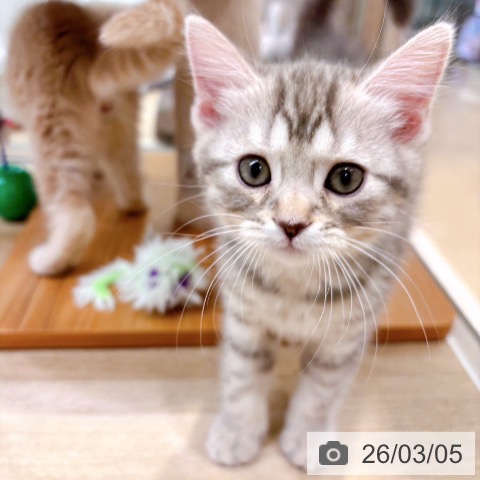 マンチカンの写真