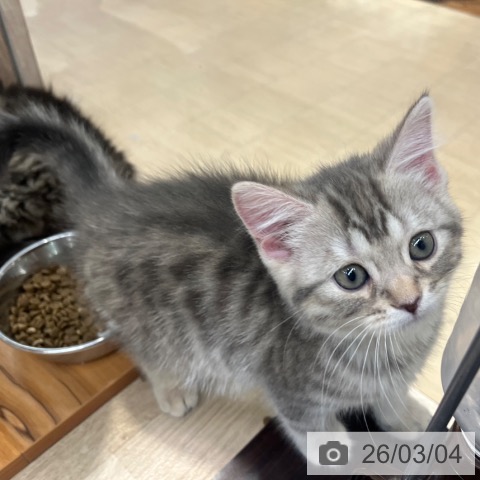 マンチカンの写真