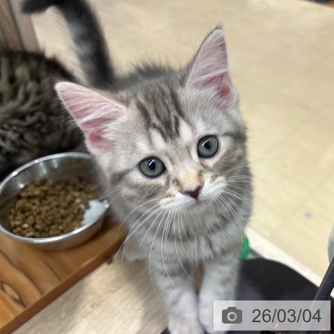 マンチカンの写真