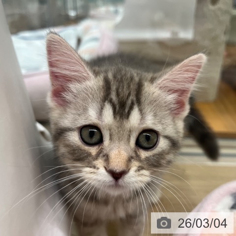 マンチカンの写真