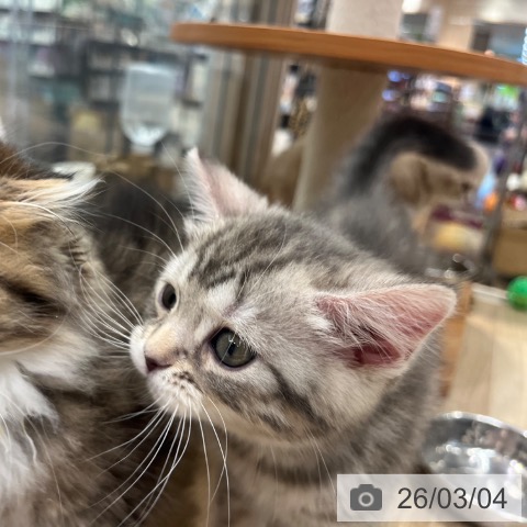 マンチカンの写真