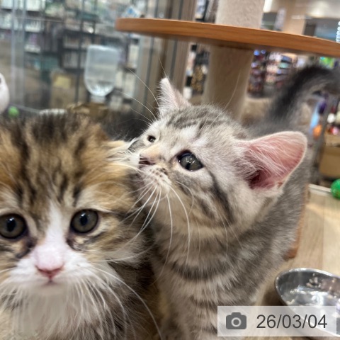 マンチカンの写真