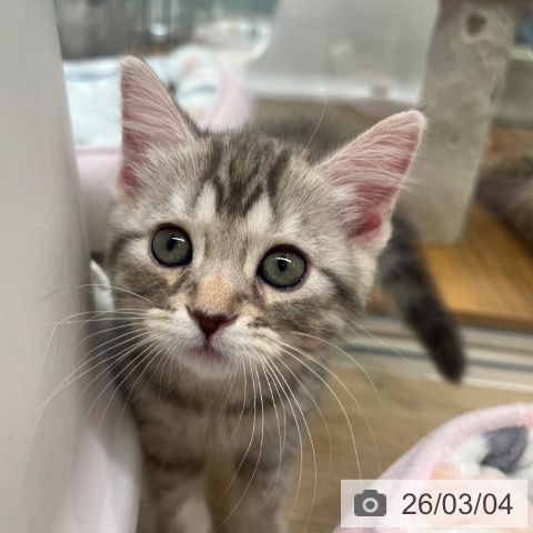 マンチカンの写真