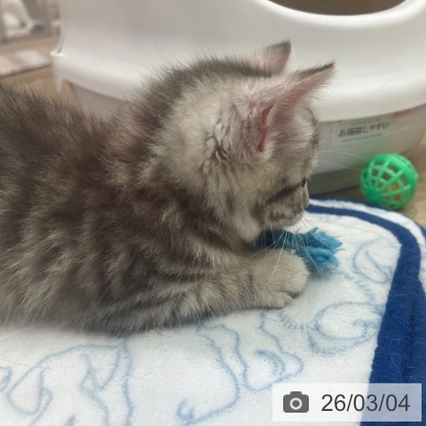 マンチカンの写真