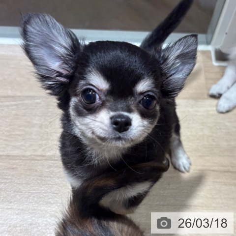 チワワの写真