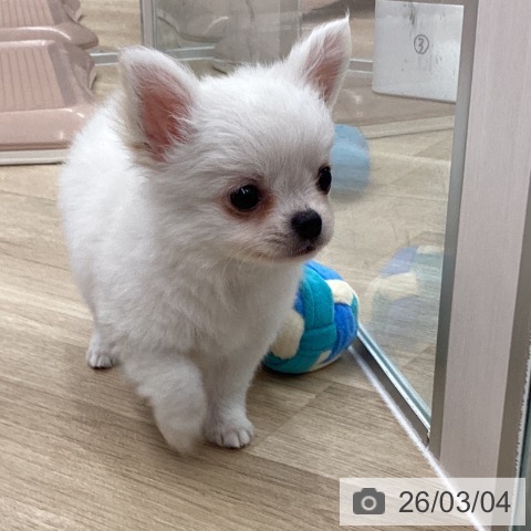 大阪府のチワワ(ロング) (ペットプラス 堺鉄砲町店/2025年12月30日生まれ/男の子/ホワイトクリーム)の子犬の4枚目の画像