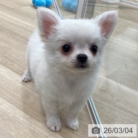 大阪府のチワワ(ロング) (ペットプラス 堺鉄砲町店/2025年12月30日生まれ/男の子/ホワイトクリーム)の子犬の3枚目の画像