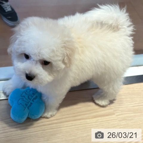 和歌山県のビションフリーゼ (ペットプラス 和歌山店/2026年1月3日生まれ/男の子/ホワイト)の子犬の4枚目の画像