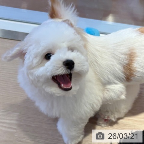 和歌山県のビションフリーゼ (ペットプラス 和歌山店/2026年1月3日生まれ/男の子/ホワイト)の子犬の3枚目の画像