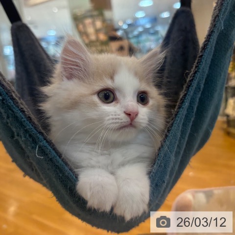 京都府のスコティッシュフォールド (ペットプラス イオンモールKYOTO店/2026年1月5日生まれ/男の子/クリームタビーホワイト)の子猫の4枚目の画像