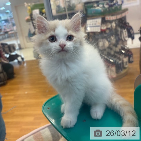 京都府のスコティッシュフォールド (ペットプラス イオンモールKYOTO店/2026年1月5日生まれ/男の子/クリームタビーホワイト)の子猫の3枚目の画像