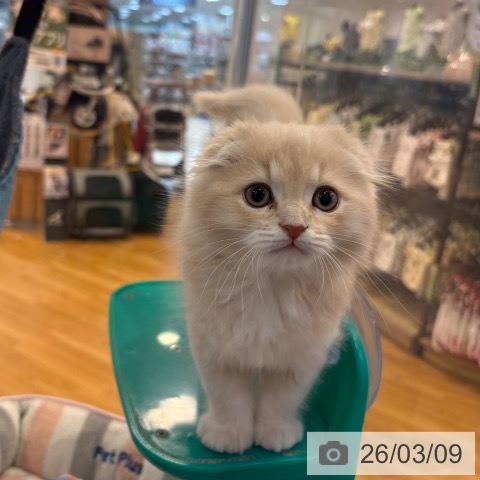 京都府のスコティッシュフォールド (ペットプラス イオンモールKYOTO店/2026年1月5日生まれ/男の子/クリームタビー)の子猫の4枚目の画像