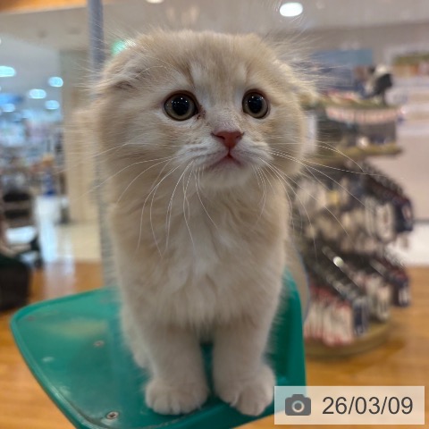 京都府のスコティッシュフォールド (ペットプラス イオンモールKYOTO店/2026年1月5日生まれ/男の子/クリームタビー)の子猫の4枚目の画像