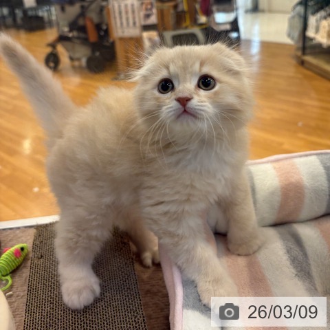 京都府のスコティッシュフォールド (ペットプラス イオンモールKYOTO店/2026年1月5日生まれ/男の子/クリームタビー)の子猫の3枚目の画像