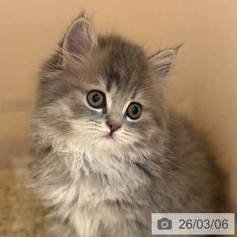 ブリティッシュショートヘアの写真